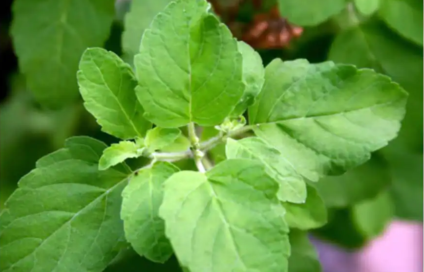 tarot.ideazunlimited.net.tulasi